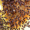 Biodynamisk specialpræparat mod varroa-mider hos bier